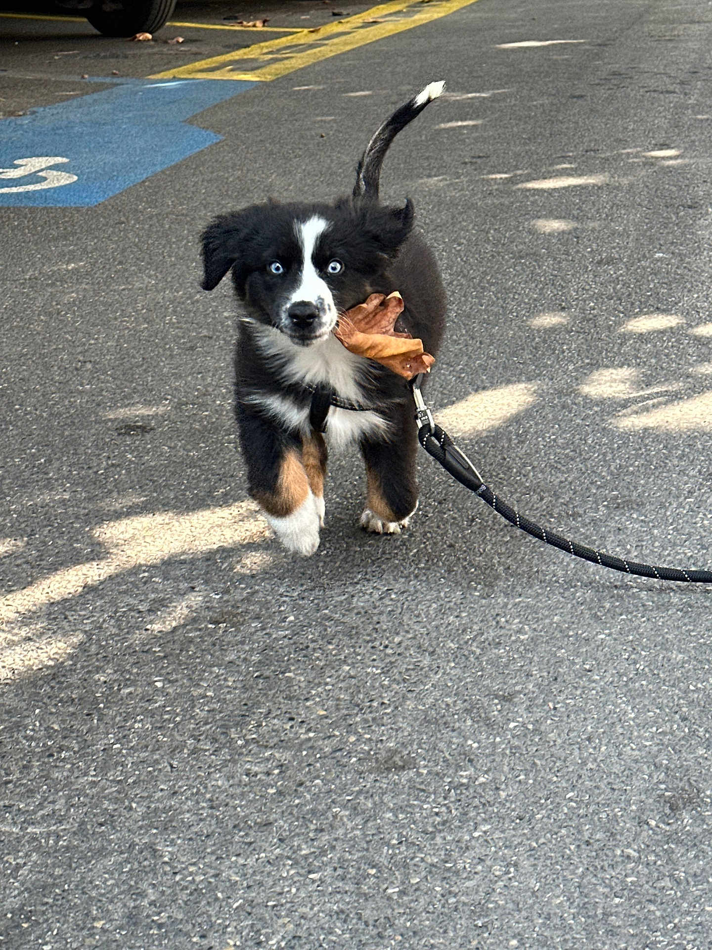 Melio participe au concours pour gagner de l'argent avec cette photo : puppy, dog, black_and_white, blue_eyes, leaf, leash, outdoor, pavement, walking, pet, animal, cute, young_dog, playful, canine, adorable, street, sunlight, shadow, active