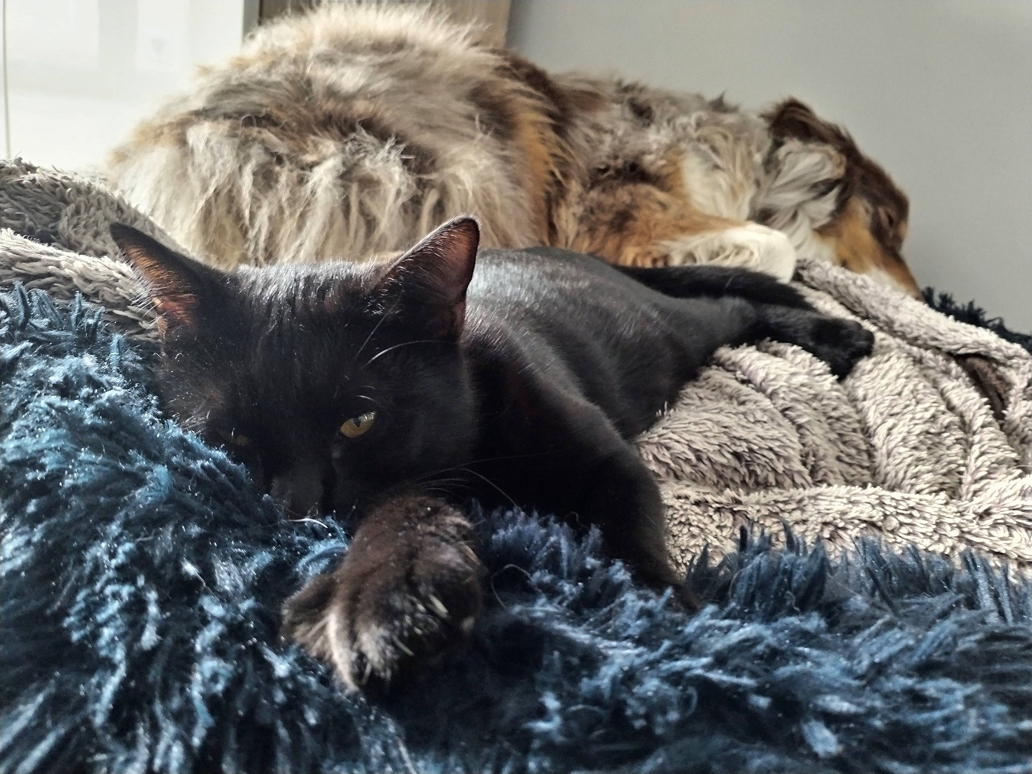 Mystic participe au concours pour gagner de l'argent avec cette photo : black_cat, british_longhair, carnivore, cat, claw, comfort, dog_breed, domestic_short_haired_cat, felidae, fur, grey, nap, paw, sleep, small_to_medium_sized_cats, snout, tail, terrestrial_animal, whiskers, wildlife