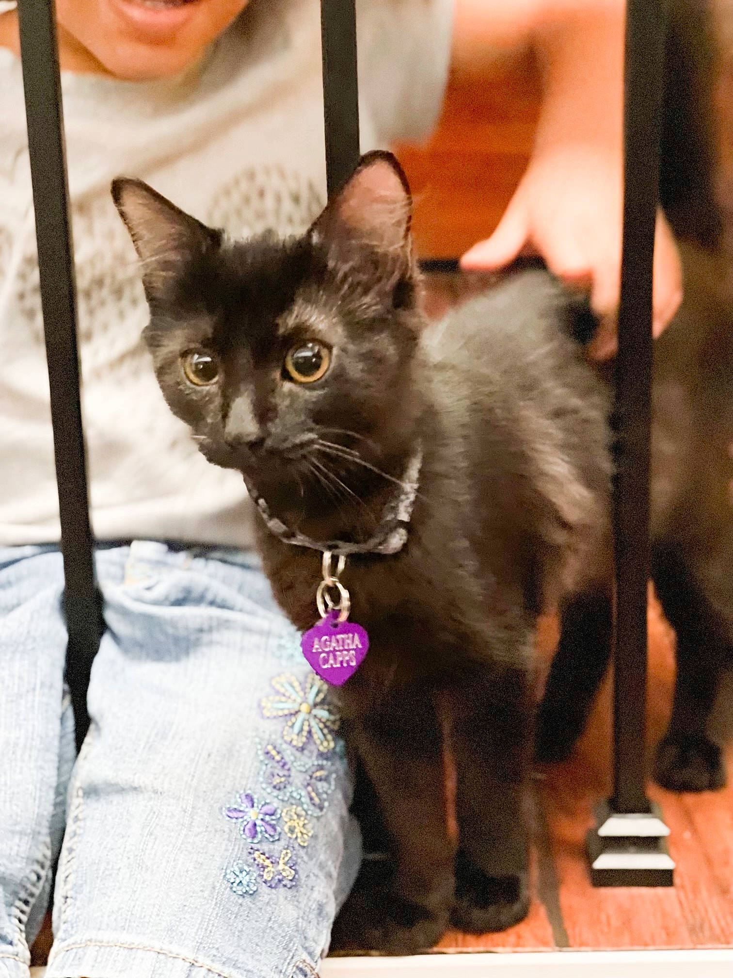 Agatha joined the competition — help win amazing prizes! carnivore, cat, collar, comfort, domestic_short_haired_cat, eye, fawn, felidae, fur, pet_supply, small_to_medium_sized_cats, snout, terrestrial_animal, whiskers