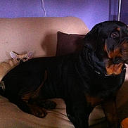Dino participe au concours pour gagner de l'argent avec cette photo :
