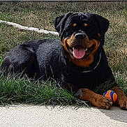Naya a rejoint le concours — aidez-le/la à gagner de superbes lots ! carnivoran, dog, dog_breed, dog_breed_group, dog_like_mammal, mammal, puppy, rottweiler, snout, vulnerable_native_breeds