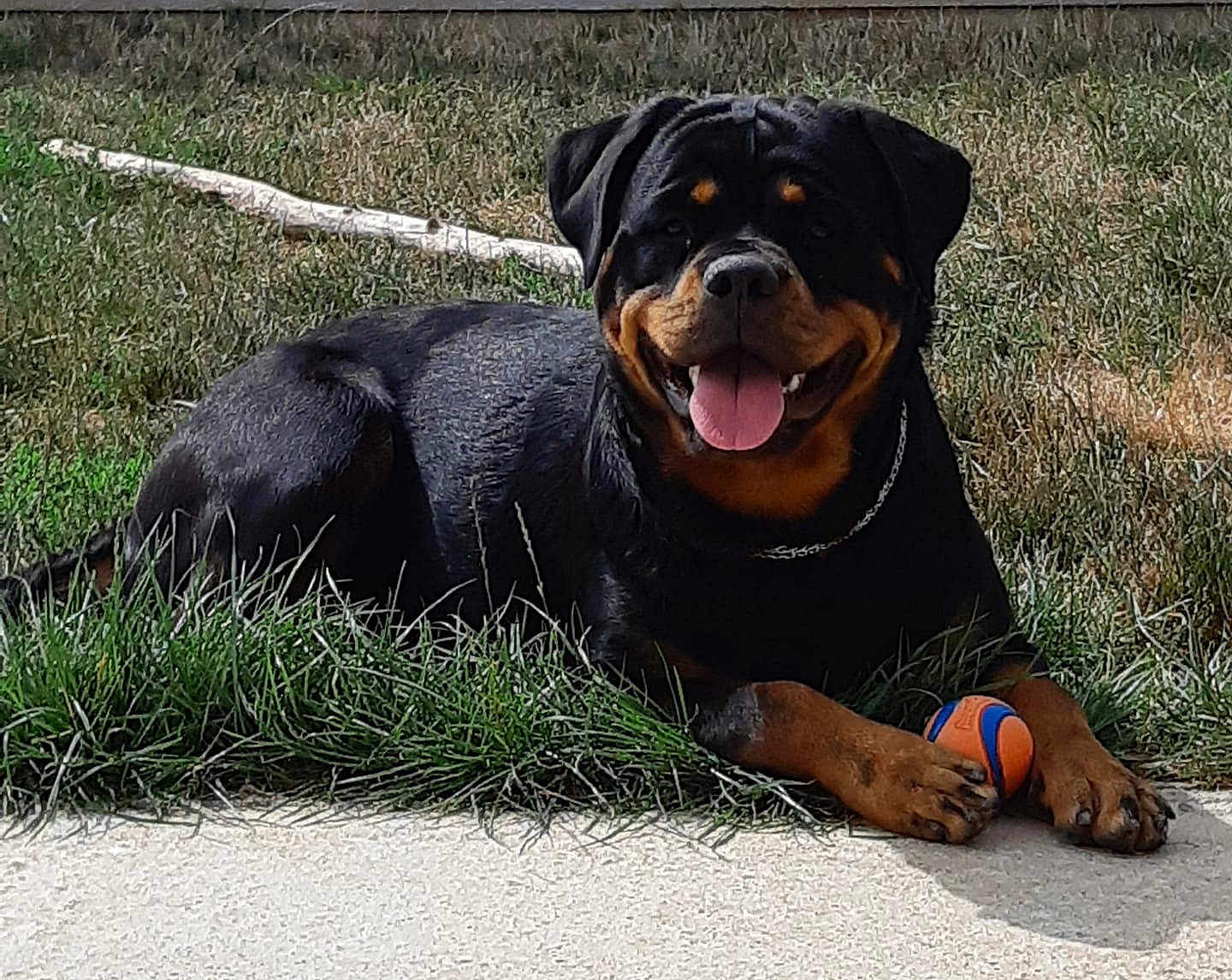 Naya