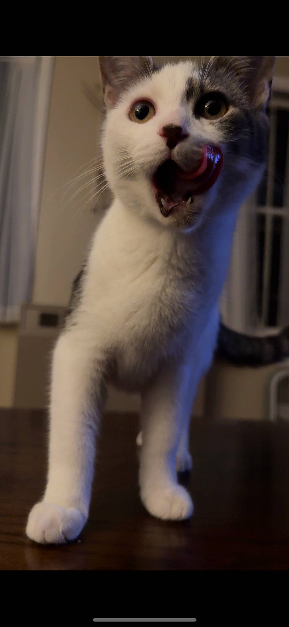 Honey is registered to the contest to win money with this photo: carnivore, cat, claw, curtain, domestic_short_haired_cat, fang, fawn, felidae, fur, paw, small_to_medium_sized_cats, snout, surprised, tail, terrestrial_animal, thai, whiskers, yawn