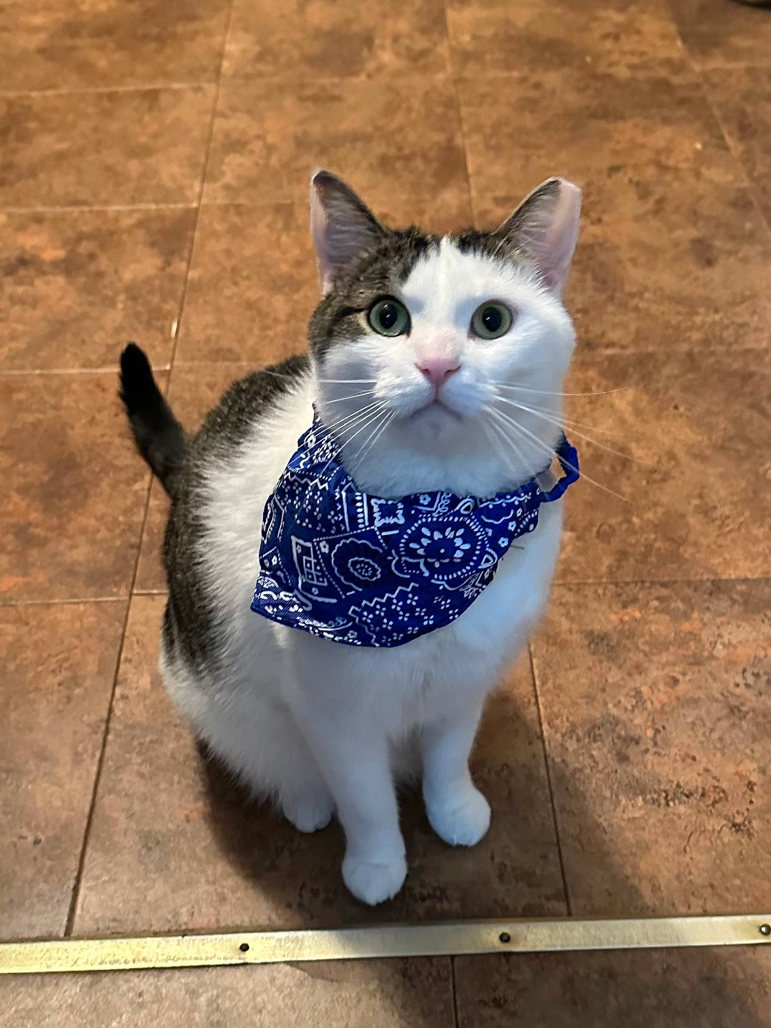 Ollie is registered to the contest to win money with this photo: art, carnivore, cat, domestic_short_haired_cat, electric_blue, felidae, flooring, fur, grey, moustache, paw, plant, road_surface, shadow, small_to_medium_sized_cats, snout, tail, tree, water, whiskers