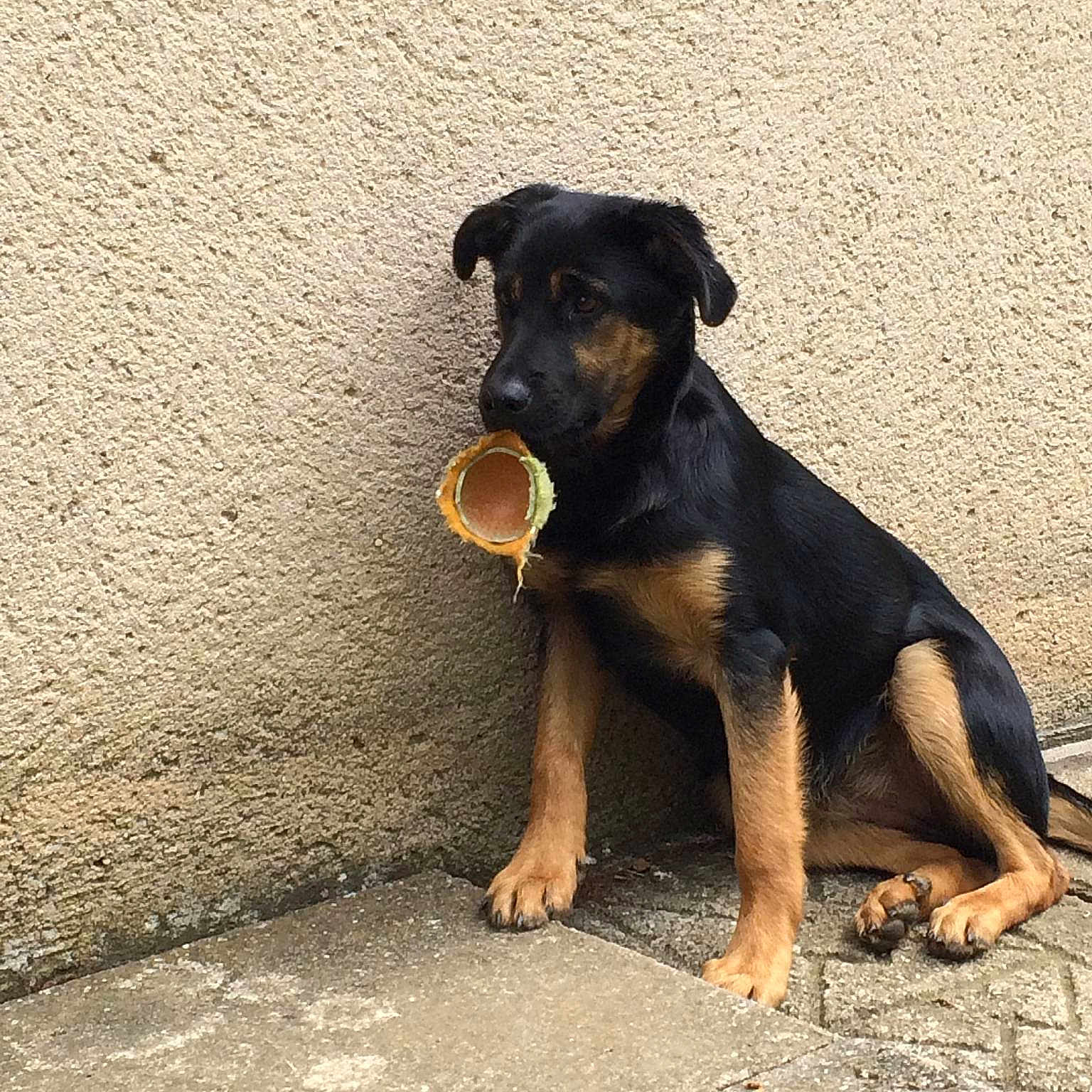 Leika