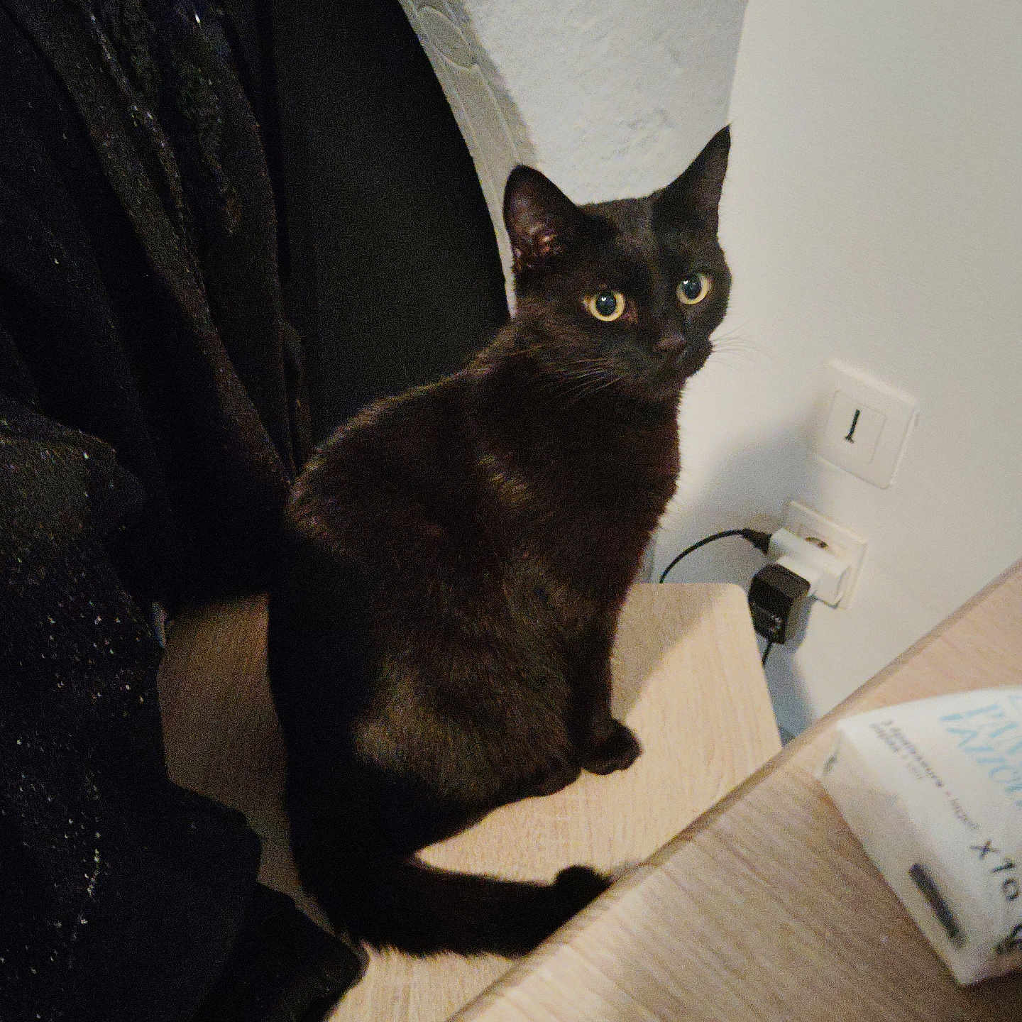Moonie a rejoint le concours — aidez-le/la à gagner de superbes lots ! animal, black_cat, cat, chair, cord, corner, curious, domestic, feline, fur, furniture, household, indoor, looking, pet, power_outlet, sitting, table, whiskers, wood