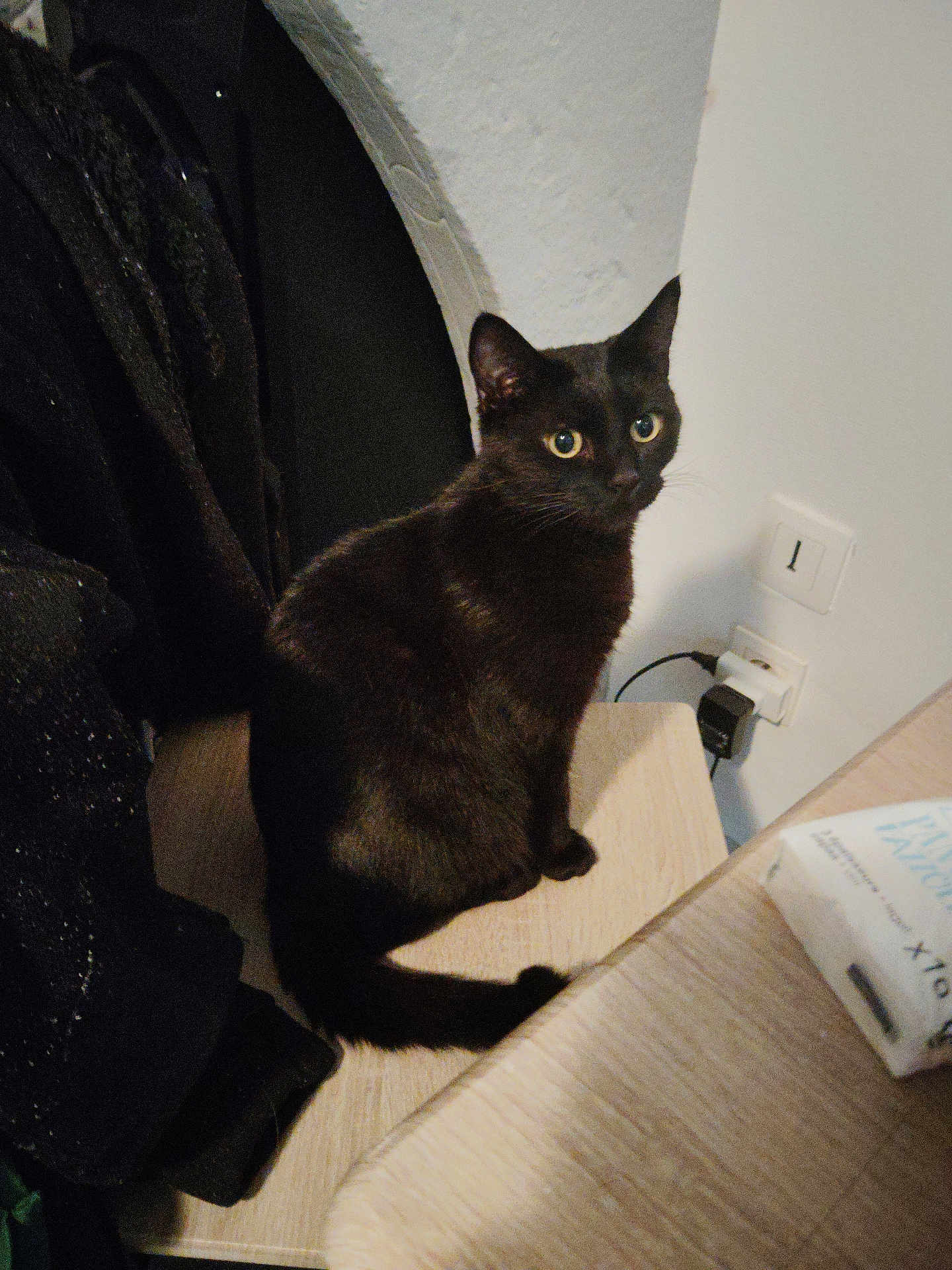 Moonie a rejoint le concours — aidez-le/la à gagner de superbes lots ! animal, black_cat, cat, chair, cord, corner, curious, domestic, feline, fur, furniture, household, indoor, looking, pet, power_outlet, sitting, table, whiskers, wood