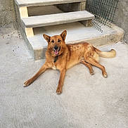 Oustie participe au concours pour gagner de l'argent avec cette photo : belgian_shepherd, belgian_shepherd_malinois, canidae, carnivore, dog, dog_breed, fawn, floor, flooring, german_shepherd_dog, mammal, street_dog, vertebrate, working_dog