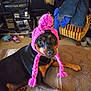 animal, black, blanket, braids, brown, carpet, chair, clothing, cute, dog, domestic, electronics, furniture, indoor, knitted_hat, living_room, pet, pink_hat, relaxed, toy