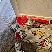 Luna joined the competition — help win amazing prizes! cat, tabby_cat, pet_bed, blanket, dog_pattern, plush_toy, carpet, indoor, cozy, animal, feline, toy, resting, curious, looking_up, corner, home, floor, soft_texture, comfortable