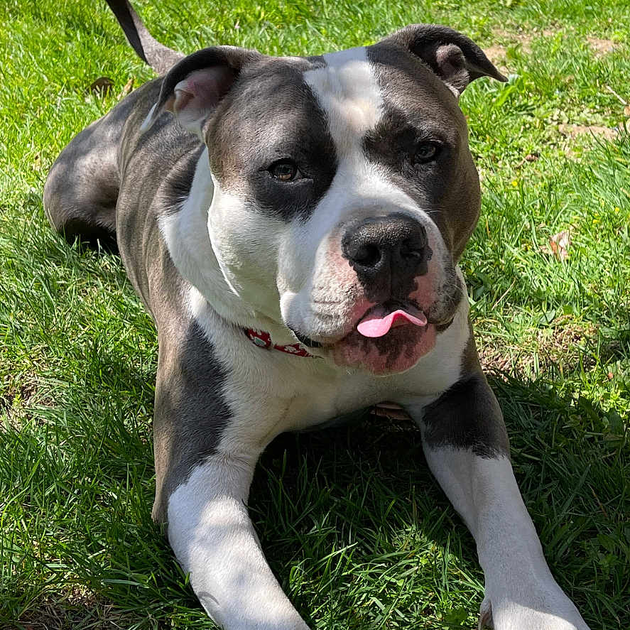 Marco a rejoint le concours — aidez-le/la à gagner de superbes lots ! animal, brick_border, canine, collar, dog, friendly, garden, grass, greenery, leafy_bushes, mammal, nature, outdoor, pet, pitbull, playful, relaxed, summer, sunlight, tongue