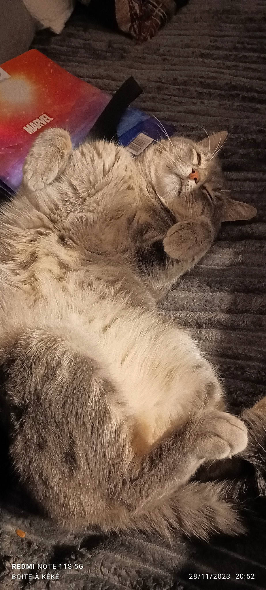 Loustik a rejoint le concours — aidez-le/la à gagner de superbes lots ! art, carnivore, cat, claw, cloud, comfort, domestic_short_haired_cat, felidae, fur, metal, nap, paw, ragdoll, sleep, small_to_medium_sized_cats, snout, tail, whiskers, wildlife