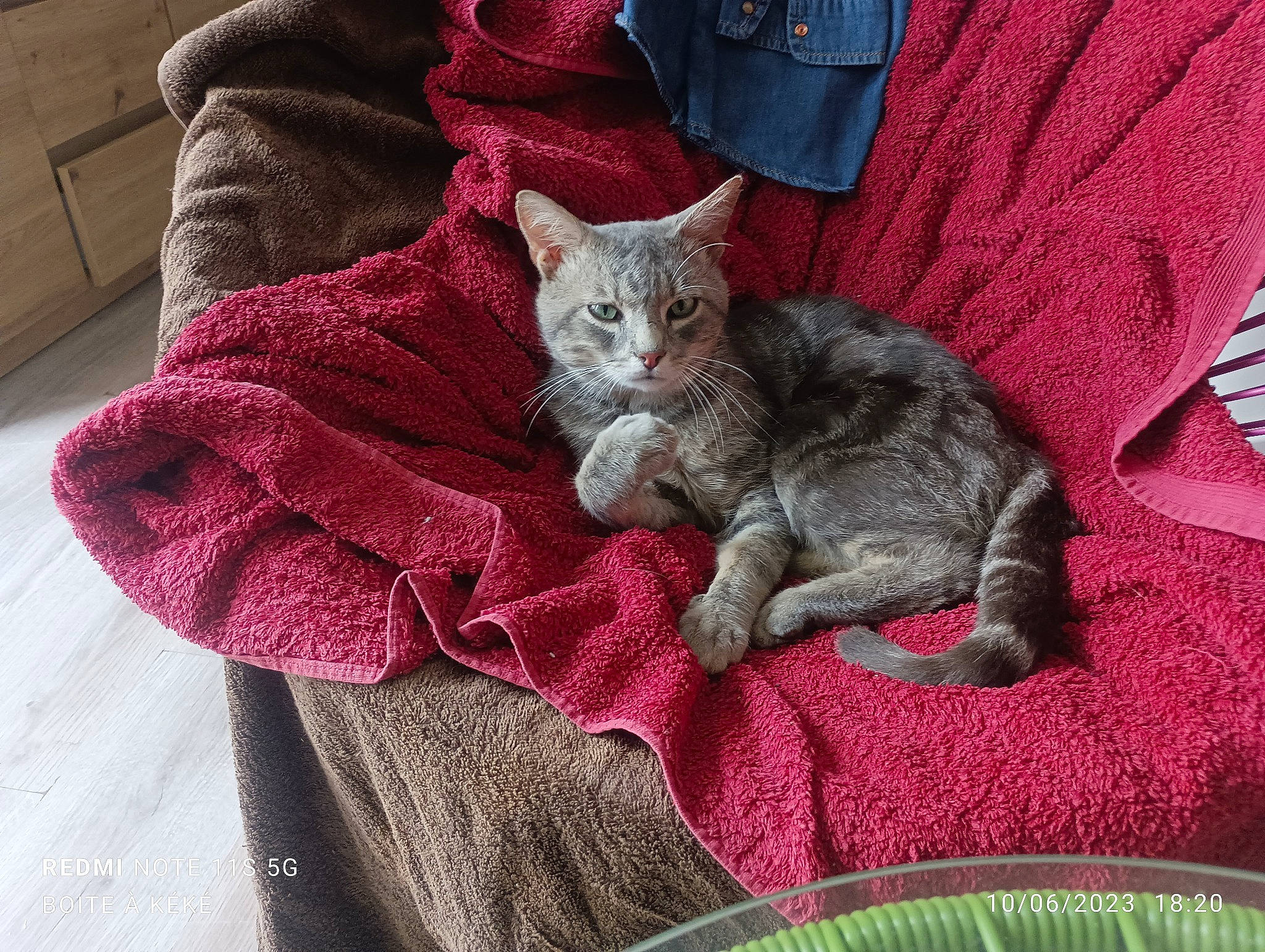 Loustik a rejoint le concours — aidez-le/la à gagner de superbes lots ! carnivore, cat, chest_of_drawers, claw, comfort, domestic_short_haired_cat, fawn, felidae, fur, grey, linens, magenta, nap, pattern, paw, sitting, small_to_medium_sized_cats, tail, textile, whiskers