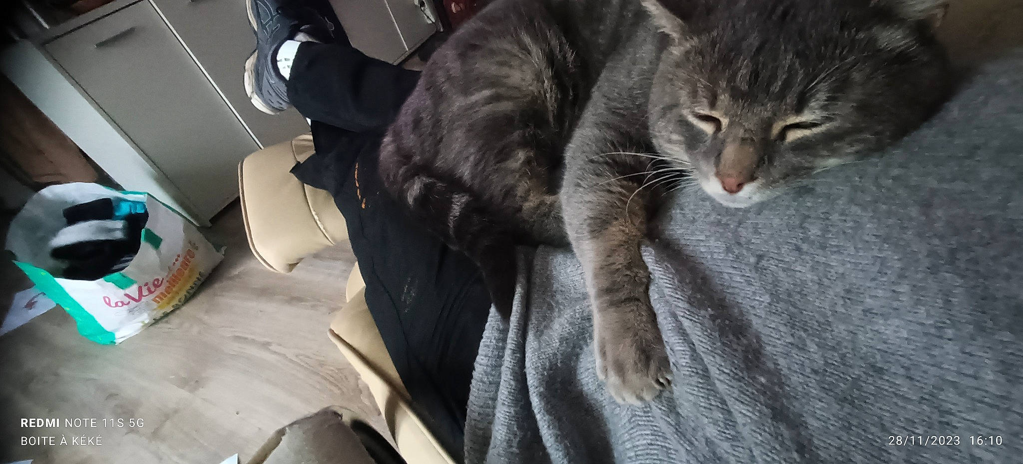 Loustik a rejoint le concours — aidez-le/la à gagner de superbes lots ! carnivore, cat, claw, comfort, domestic_short_haired_cat, felidae, fur, grey, human_leg, paw, small_to_medium_sized_cats, snout, tail, tree, whiskers