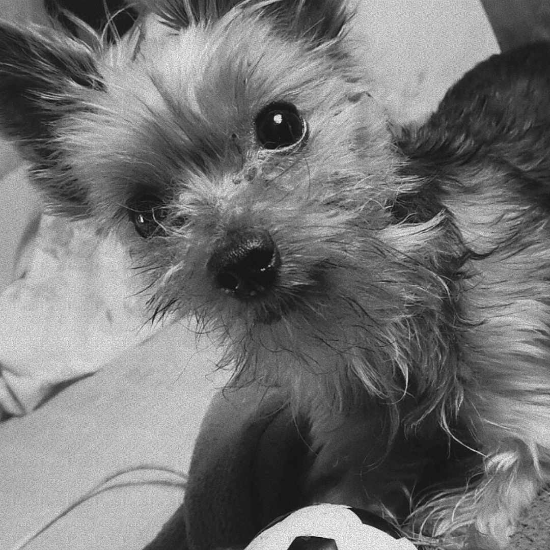 Loucky