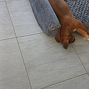 Kaïser a rejoint le concours — aidez-le/la à gagner de superbes lots ! animal, bed, brown, cozy, curtain, cute, dog, dog_bed, floor, furry, home, indoor, pet, puppy, relaxing, resting, sleeping, tile_floor, toy, young_dog