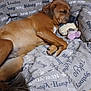 Kaïser participe au concours pour gagner de l'argent avec cette photo : animal, bed, brown_dog, comfort, cozy, cushion, cute, dog, fabric, furniture, home, indoor, nap, paw, pet, plush_toy, relaxed, resting, sleeping, soft