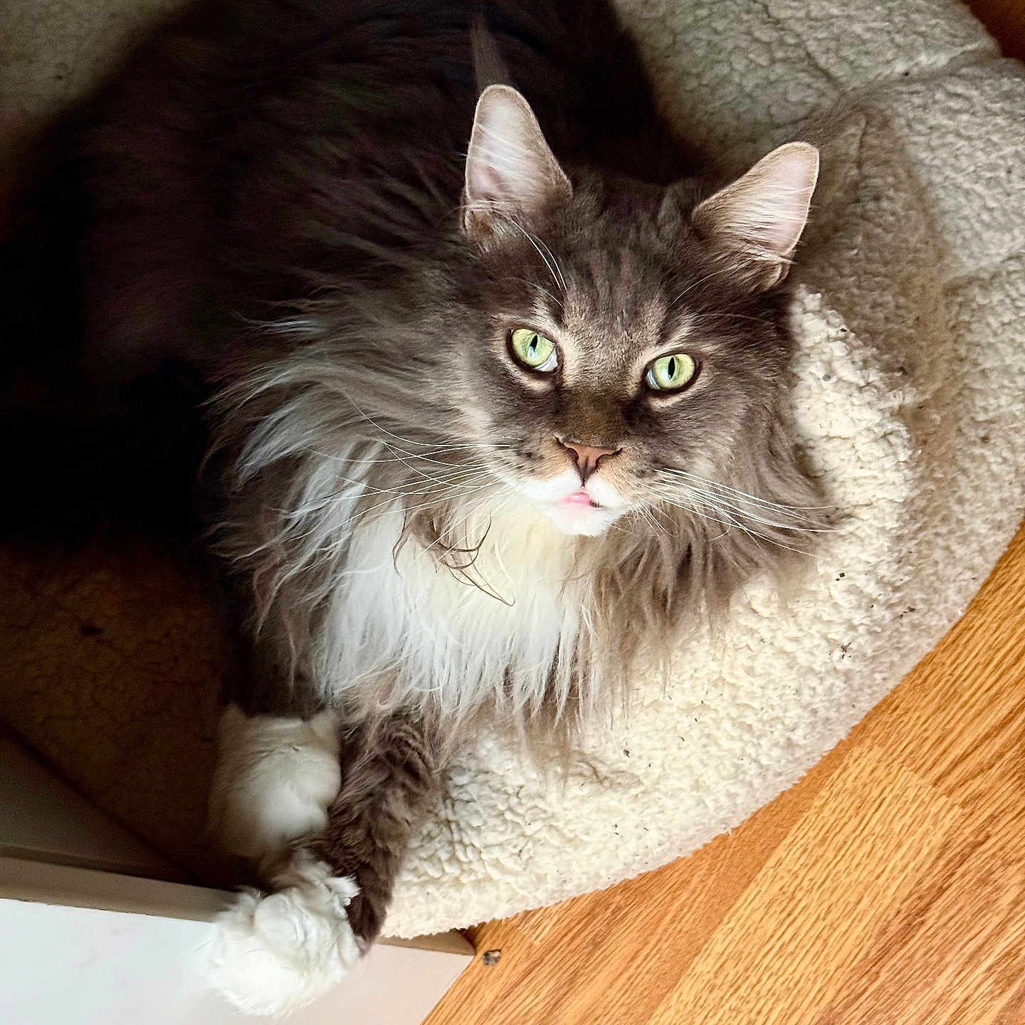 Gustav participe au concours pour gagner de l'argent avec cette photo : animal, cat, cozy, crossed_paws, cute, domestic_cat, feline, fluffy, gray_fur, green_eyes, indoor, looking_up, mammal, pet_bed, portrait, relaxed, resting, whiskers, white_paws, wooden_floor