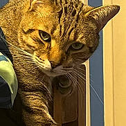 Shredder joined the competition — help win amazing prizes! abyssinian, animal, cat, egyptiancat, kitten, manx, pet