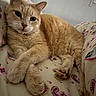 Tigrou participe au concours pour gagner de l'argent avec cette photo : cat, ginger_cat, feline, pet, animal, bed, bedding, pillow, paws, fur, whiskers, indoor, resting, cute, relaxed, close_up, sleepy, portrait, domestic_cat, mammal