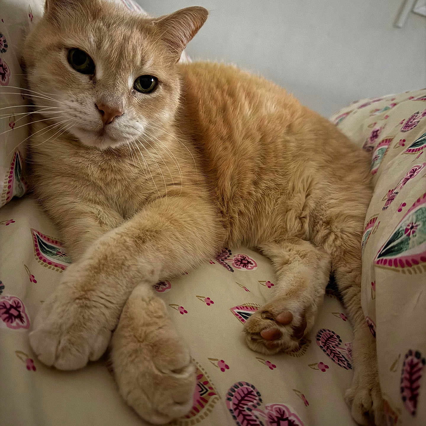 Tigrou participe au concours pour gagner de l'argent avec cette photo : cat, ginger_cat, feline, pet, animal, bed, bedding, pillow, paws, fur, whiskers, indoor, resting, cute, relaxed, close_up, sleepy, portrait, domestic_cat, mammal
