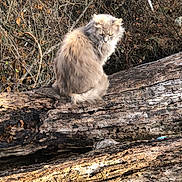 Joe Diggs is registered to the contest to win money with this photo: cat, fluffy, animal, outdoor, log, wood, nature, branches, dry_leaves, wildlife, fur, perched, forest, tree, mammal, wilderness, sitting, alone, daylight, serious_expression