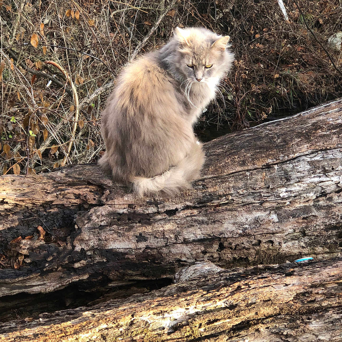 Joe Diggs is registered to the contest to win money with this photo: alone, animal, branches, cat, daylight, dry_leaves, fluffy, forest, fur, log, mammal, nature, outdoor, perched, serious_expression, sitting, tree, wilderness, wildlife, wood