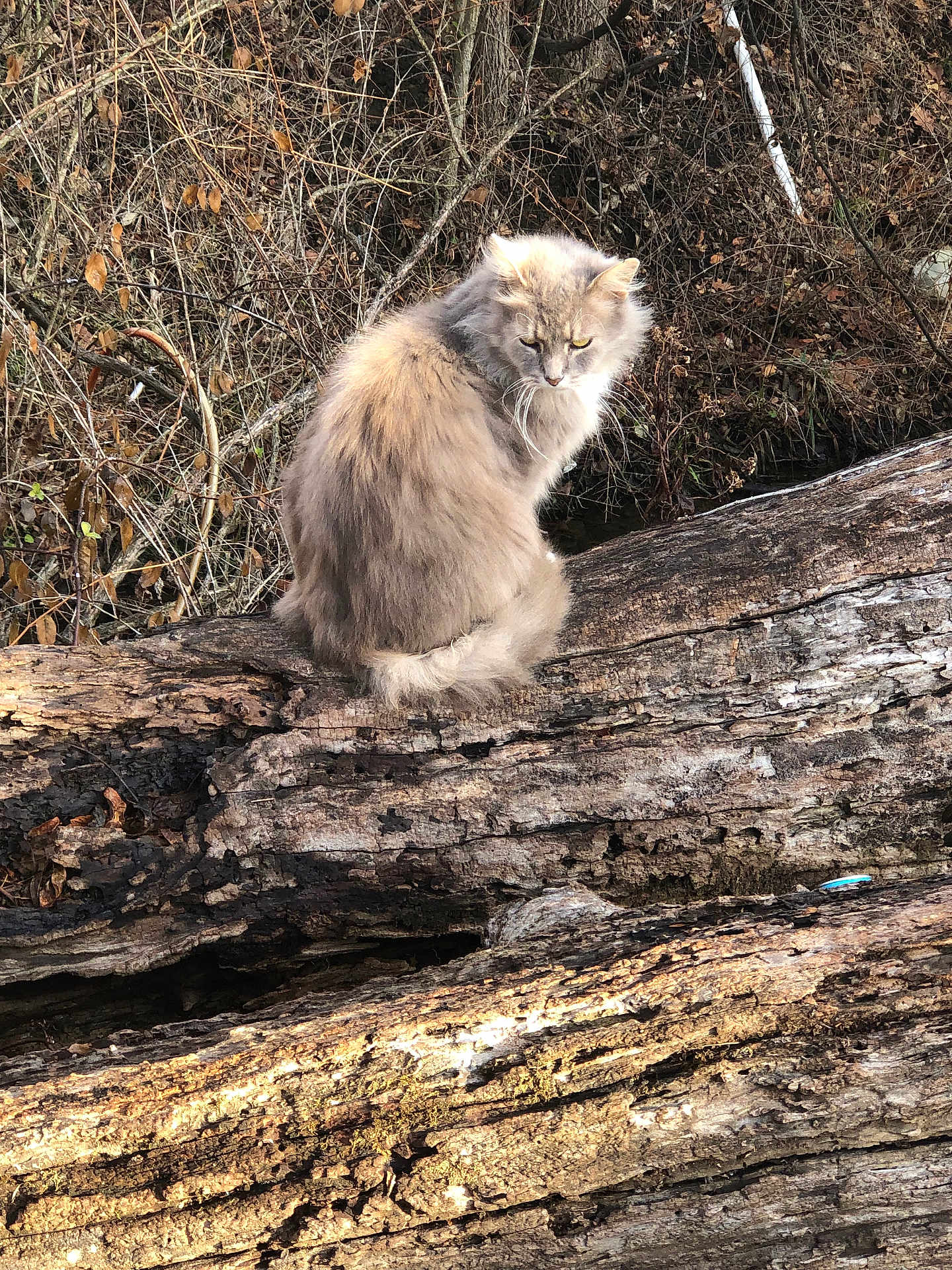 Joe Diggs is registered to the contest to win money with this photo: cat, fluffy, animal, outdoor, log, wood, nature, branches, dry_leaves, wildlife, fur, perched, forest, tree, mammal, wilderness, sitting, alone, daylight, serious_expression