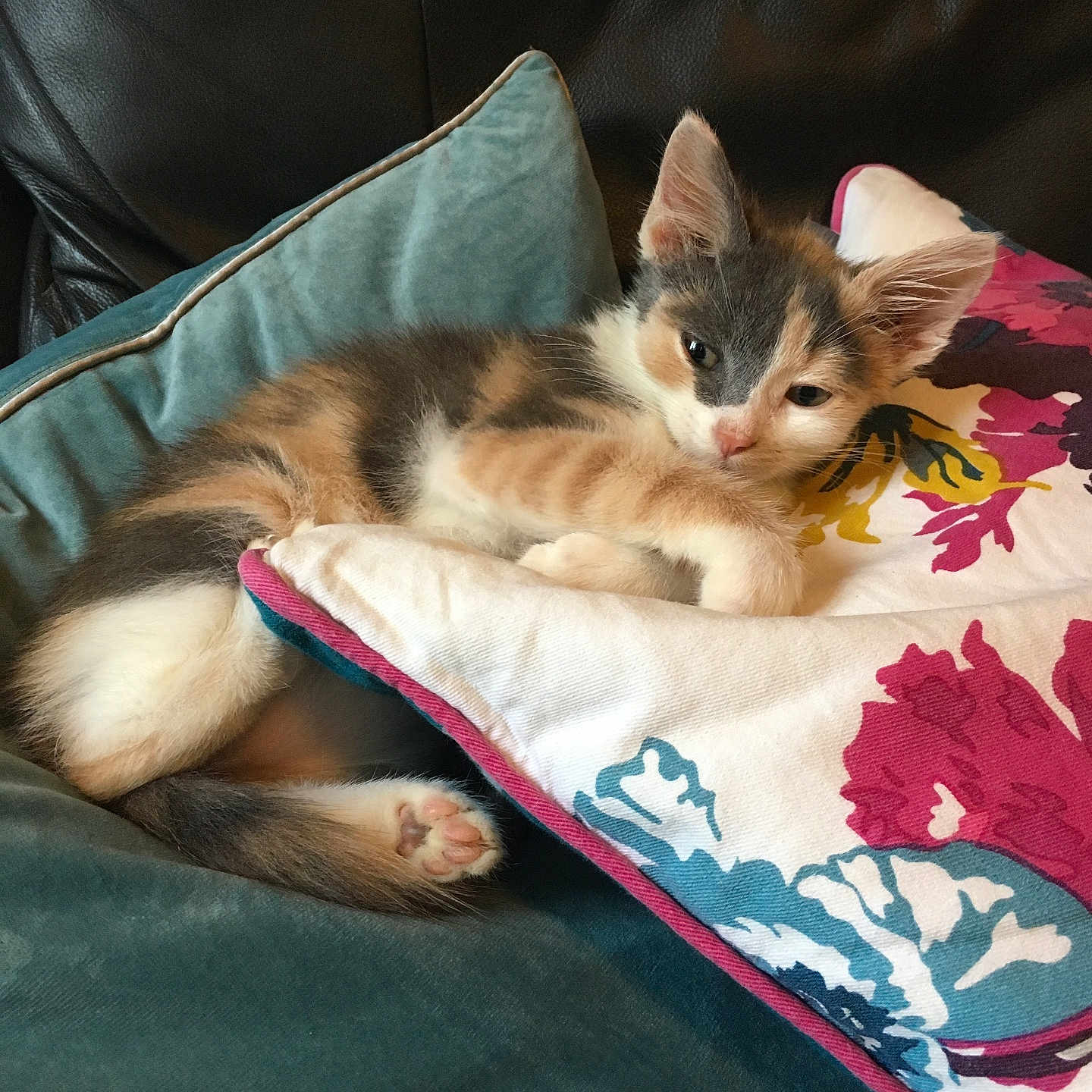 Tilly joined the competition — help win amazing prizes! abyssinian, animal, applique, armchair, blanket, cat, chair, couch, cushion, furniture, homedecor, kitten, linen, manx, pattern, person, pet, quilt, siamese, sleeping