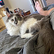 Wolfie is registered to the contest to win money with this photo: cat, bed, blanket, gray, white, fur, pet, indoor, quilt, furniture, dresser, television, person, leg, shorts, relaxing, domestic, cozy, room, resting