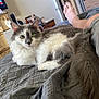 cat, bed, blanket, gray, white, fur, pet, indoor, quilt, furniture, dresser, television, person, leg, shorts, relaxing, domestic, cozy, room, resting