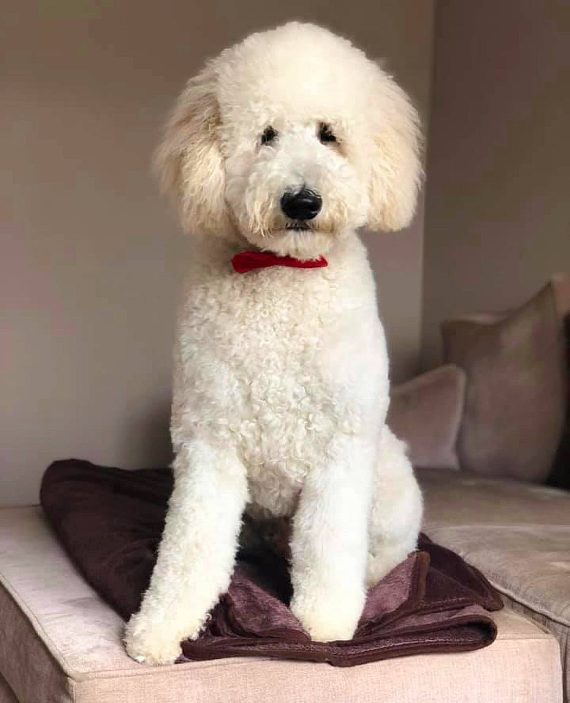 Dougal is registered to the contest to win money with this photo: bichon, canidae, carnivore, companion_dog, couch, dog, dog_breed, dog_collar, fur, labradoodle, maltepoo, poodle, puppy, snout, sporting_group, standard_poodle, stuffed_toy, terrier, toy_dog, water_dog