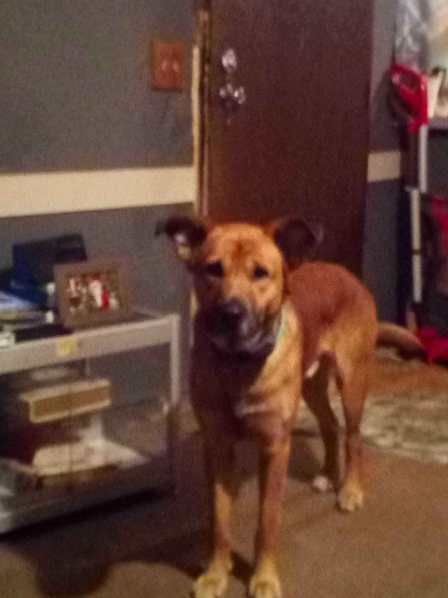 Bourbon is registered to the contest to win money with this photo: black_mouth_cur, canidae, carnivore, dog, dog_breed, fawn, mammal, snout, sporting_group, street_dog, vertebrate