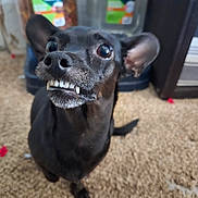 Faithy Boo joined the competition — help win amazing prizes! dog, black_dog, pet, canine, teeth, close_up, indoor, carpet, animal, cute, funny_expression, ears, nose, small_dog, fur, domestic_animal, looking_up, mouth, whiskers, blurry_background