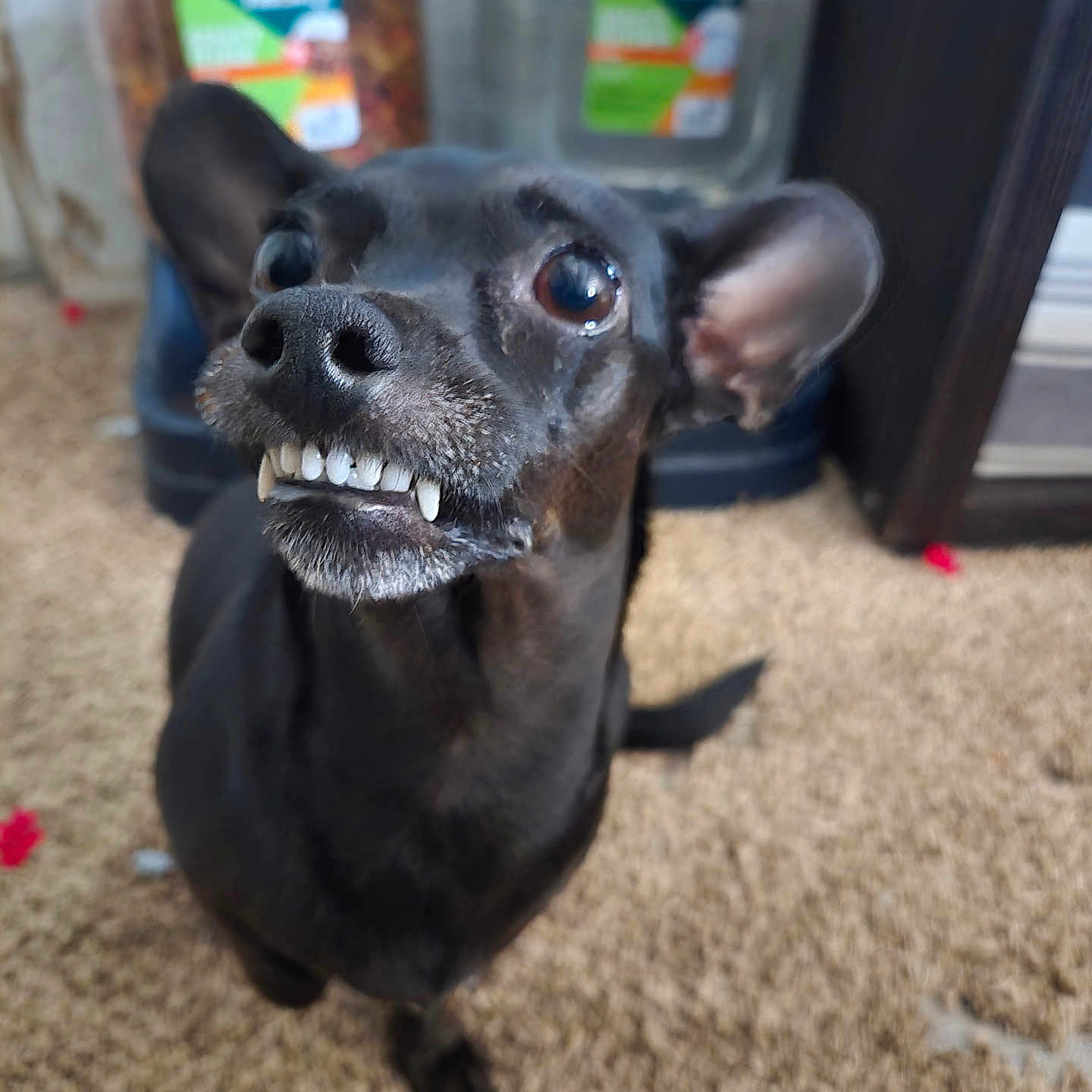 Faithy Boo joined the competition — help win amazing prizes! animal, black_dog, blurry_background, canine, carpet, close_up, cute, dog, domestic_animal, ears, funny_expression, fur, indoor, looking_up, mouth, nose, pet, small_dog, teeth, whiskers