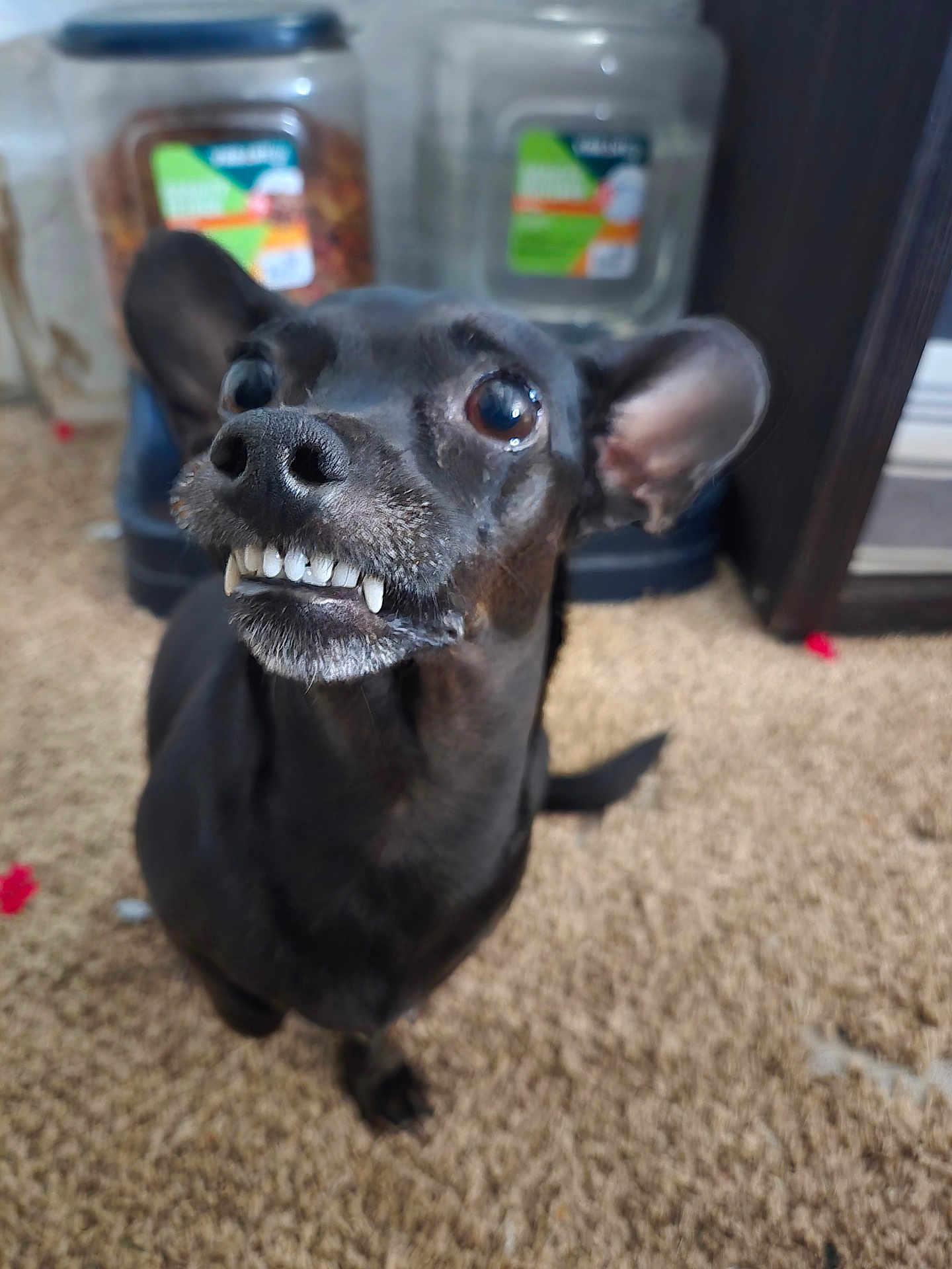 Faithy Boo joined the competition — help win amazing prizes! dog, black_dog, pet, canine, teeth, close_up, indoor, carpet, animal, cute, funny_expression, ears, nose, small_dog, fur, domestic_animal, looking_up, mouth, whiskers, blurry_background