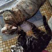 Brenda participe au concours pour gagner de l'argent avec cette photo : cat, cats, animal, pets, tabby_cat, lying_down, floor, tiled_floor, towel, cloth, indoor, fur, whiskers, tail, paws, resting, companionship, cute, domestic_animal, relaxation