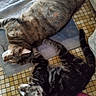 animal, cat, cats, cloth, companionship, cute, domestic_animal, floor, fur, indoor, lying_down, paws, pets, relaxation, resting, tabby_cat, tail, tiled_floor, towel, whiskers