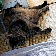 Una a rejoint le concours — aidez-le/la à gagner de superbes lots ! animal, cat, cozy, domestic_cat, door, floor, fur, home, indoor, lying_down, mammal, paw, pet, relaxed, resting, sleeping, tabby_cat, tail, tile_floor, whiskers