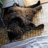 animal, cat, cozy, domestic_cat, door, floor, fur, home, indoor, lying_down, mammal, paw, pet, relaxed, resting, sleeping, tabby_cat, tail, tile_floor, whiskers