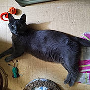 Leon participe au concours pour gagner de l'argent avec cette photo : cat, gray_cat, pet, floor, toy, orange_ball, blanket, striped_blanket, indoor, relaxed, animal, feline, playing, curious, laying_down, whiskers, ears, tail, cozy, home