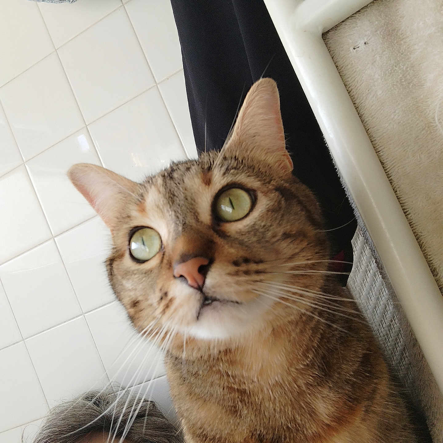 Espoir participe au concours pour gagner de l'argent avec cette photo : cat, tabby_cat, close_up, green_eyes, whiskers, person, glasses, face, indoor, tile_wall, fabric, curious, pet, animal, portrait, head, looking_up, fur, domestic_cat, young_adult
