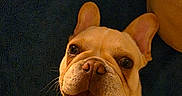 Aïko participe au concours pour gagner de l'argent avec cette photo : dog, french_bulldog, pet, happy, smiling, lying_down, ears, face, mouth, nose, cushion, indoor, closeup, animal, fur, eyes, tongue, canine, cute, resting