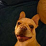 dog, french_bulldog, pet, happy, smiling, lying_down, ears, face, mouth, nose, cushion, indoor, closeup, animal, fur, eyes, tongue, canine, cute, resting