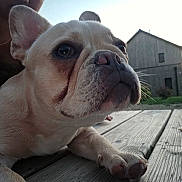Aïko a rejoint le concours — aidez-le/la à gagner de superbes lots ! dog, french_bulldog, close_up, outdoor, wooden_deck, pet, animal, face, snout, ears, eyes, person, background, house, grass, evening, portrait, resting, curious, canine