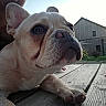 dog, french_bulldog, close_up, outdoor, wooden_deck, pet, animal, face, snout, ears, eyes, person, background, house, grass, evening, portrait, resting, curious, canine