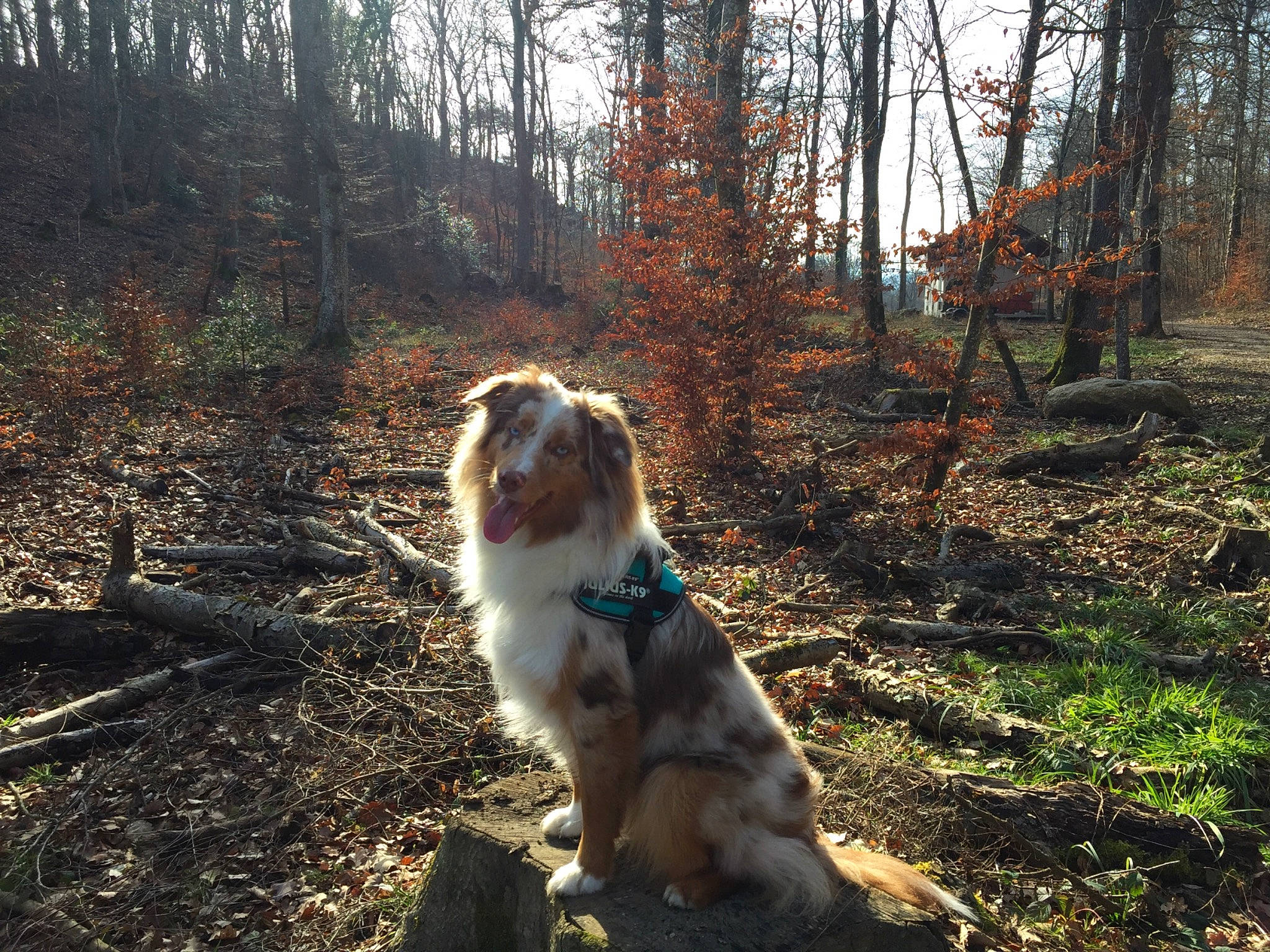 Massaï a rejoint le concours — aidez-le/la à gagner de superbes lots ! australian_shepherd, autumn, canidae, carnivore, dog, dog_breed, forest, leaf, miniature_australian_shepherd, nova_scotia_duck_tolling_retriever, plant, sporting_group, tree, wilderness, woodland, working_dog