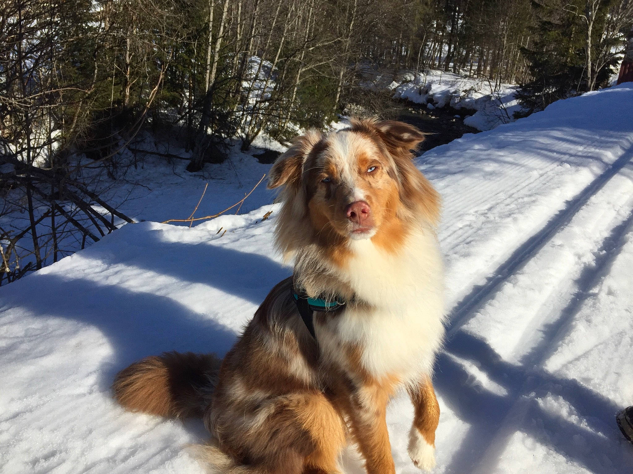 Massaï a rejoint le concours — aidez-le/la à gagner de superbes lots ! australian_shepherd, canidae, carnivore, collie, companion_dog, dog, dog_breed, english_shepherd, mammal, miniature_australian_shepherd, nova_scotia_duck_tolling_retriever, scotch_collie, small_greek_domestic_dog, snow, sporting_group, vertebrate, winter, working_dog