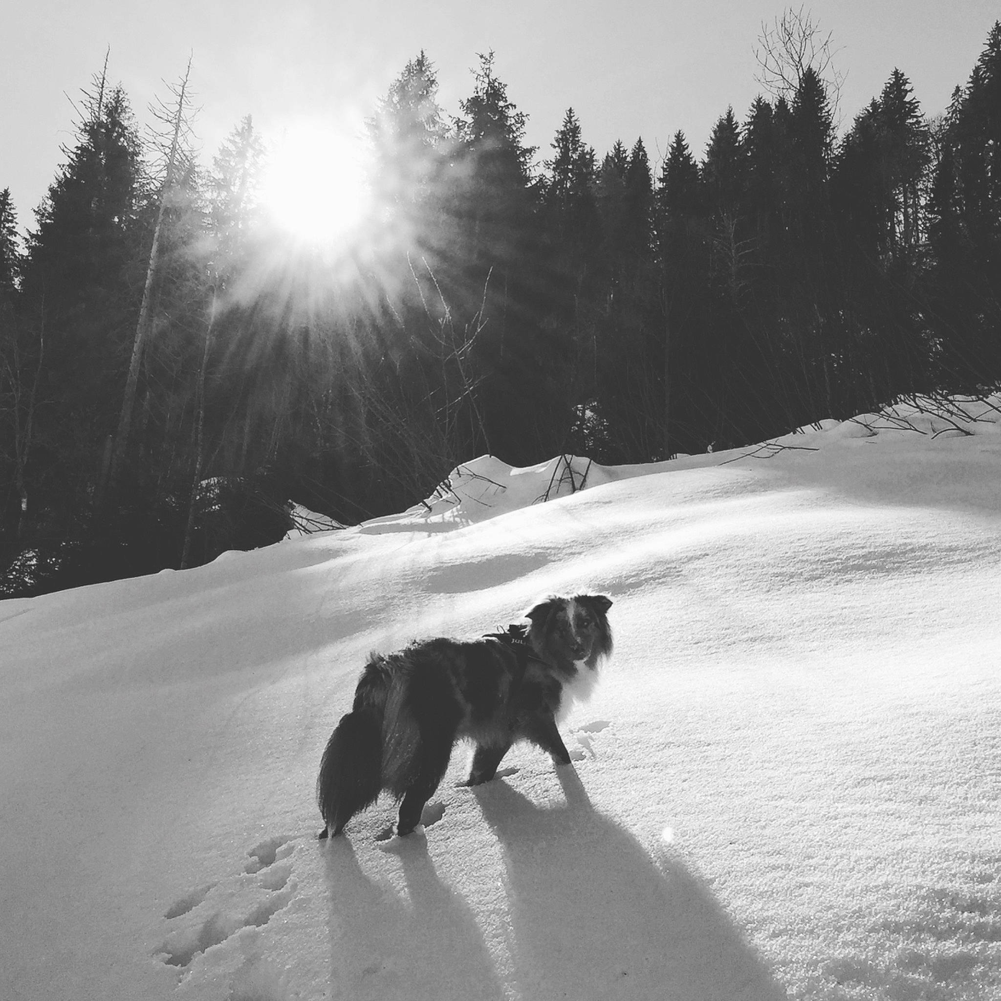 Massaï a rejoint le concours — aidez-le/la à gagner de superbes lots ! black_and_white, canidae, carnivore, cloud, dog, dog_breed, freezing, guard_dog, monochrome, mountain, sky, sled_dog, snow, sporting_group, tree, vehicle, winter