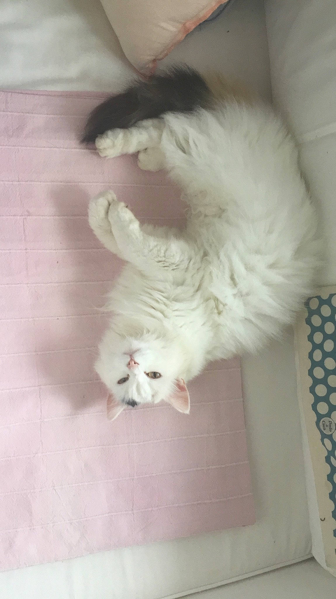 Schambala participe au concours pour gagner de l'argent avec cette photo : american_curl, british_longhair, burmilla, carnivore, cat, domestic_long_haired_cat, fawn, felidae, fur, kitten, norwegian_forest_cat, paw, persian, ragdoll, small_to_medium_sized_cats, tail, turkish_angora, turkish_van, whiskers, white